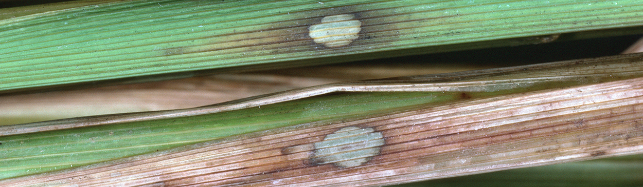 aggregate sheath spot