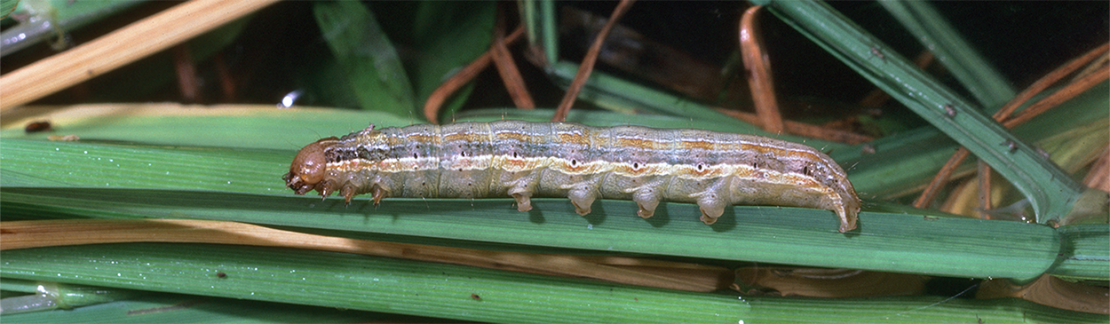 armyworms Credit: Jack Kelly Clark - UC IPM Program