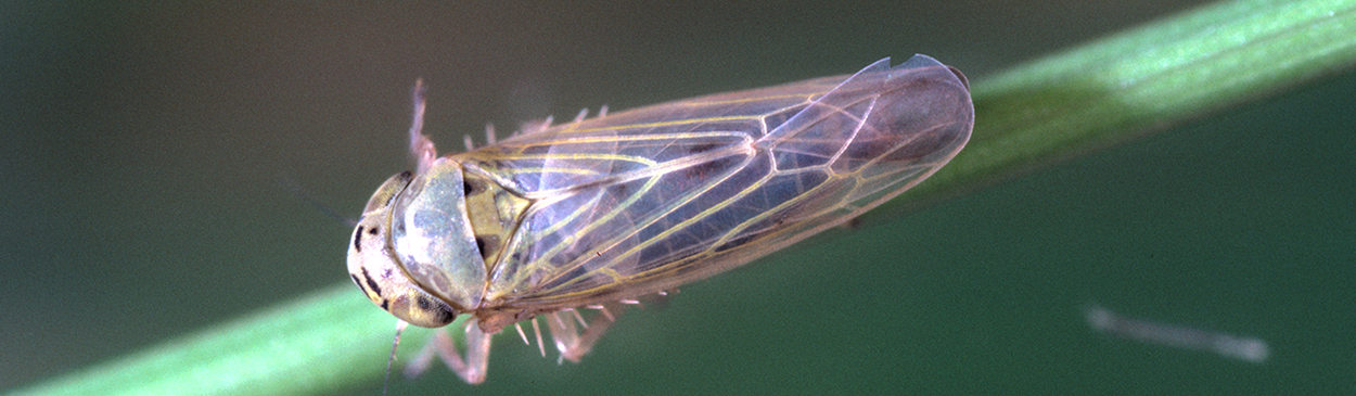 aster leafhopper Credit: Jack Kelly Clark - UC IPM Program