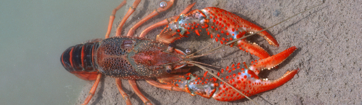 crayfish Credit: Jack Kelly Clark - UC IPM Program