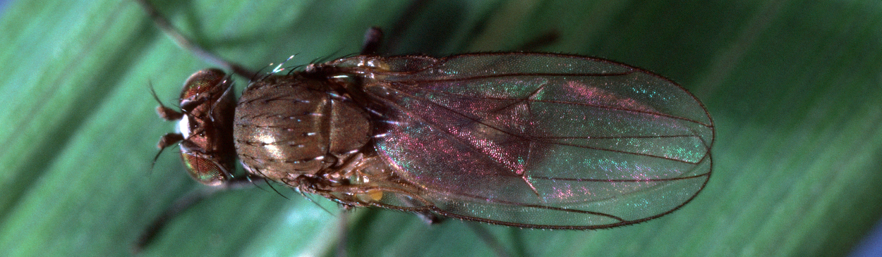 rice leafminer Credit: Jack Kelly Clark - UC IPM Program