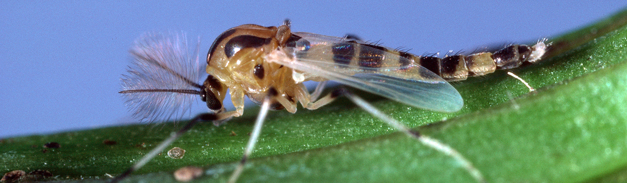 rice seed midge Credit: Jack Kelly Clark UC IPM Program
