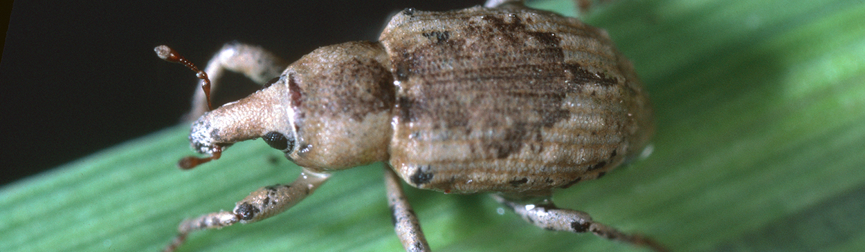 rice water weevil Credit: Jack Kelly Clark - UC IPM Program