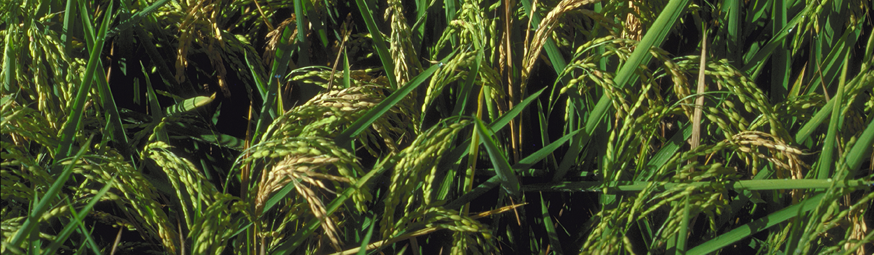 rice blast