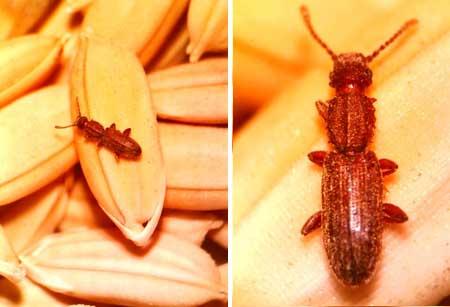 sawtoothed grain beetle