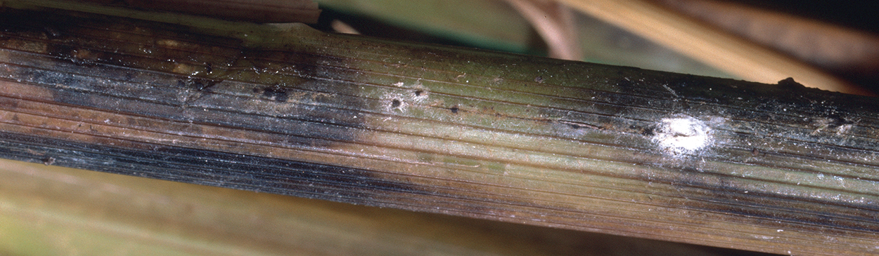 stem rot