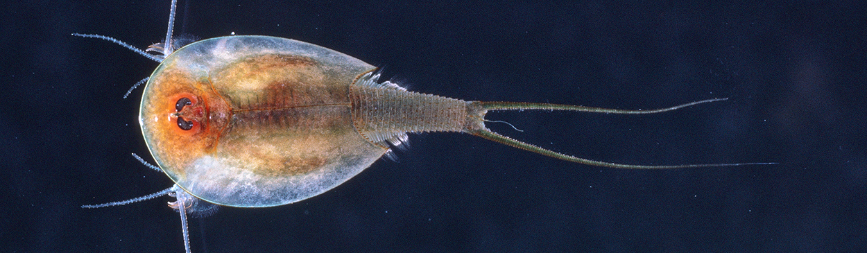 tadpole shrimp Credit: Jack Kelly Clark, UC IPM Program