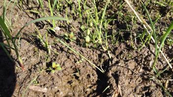 small seedlings