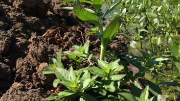 small plant growing in levee