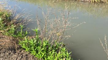 plants growing in canal