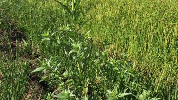 large plant before flowering next to rice