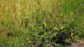 flowering plant