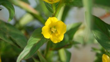 flowers have four petals