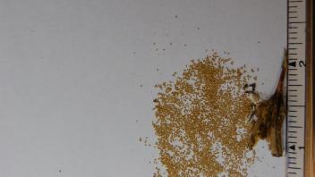 seeds from one case