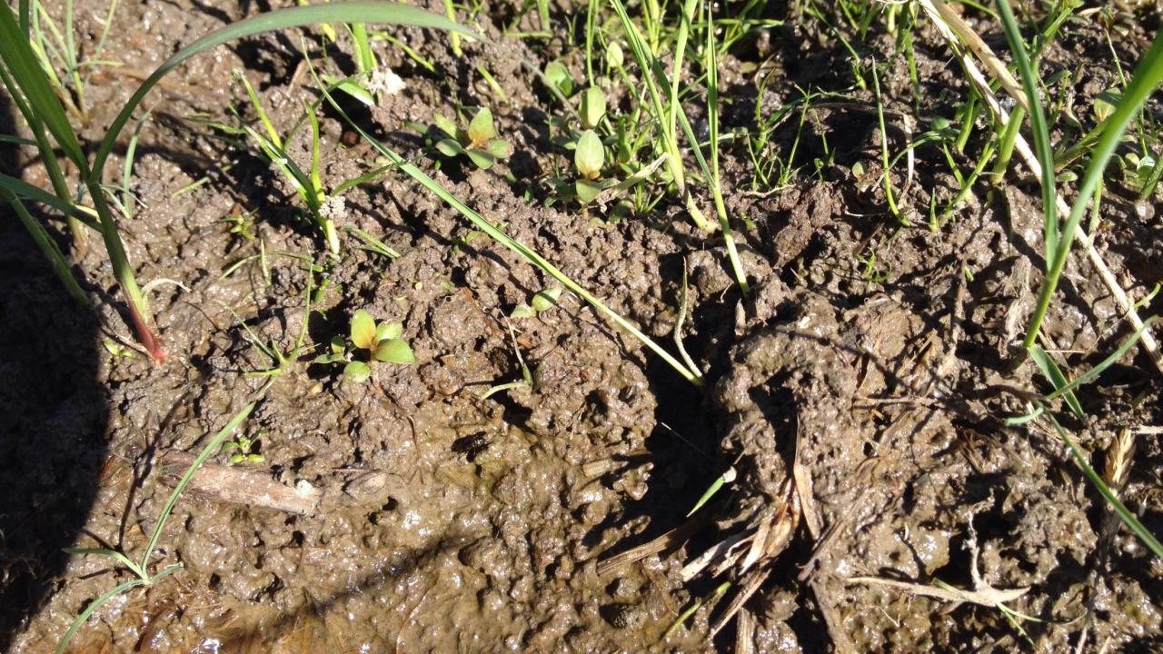 small seedlings