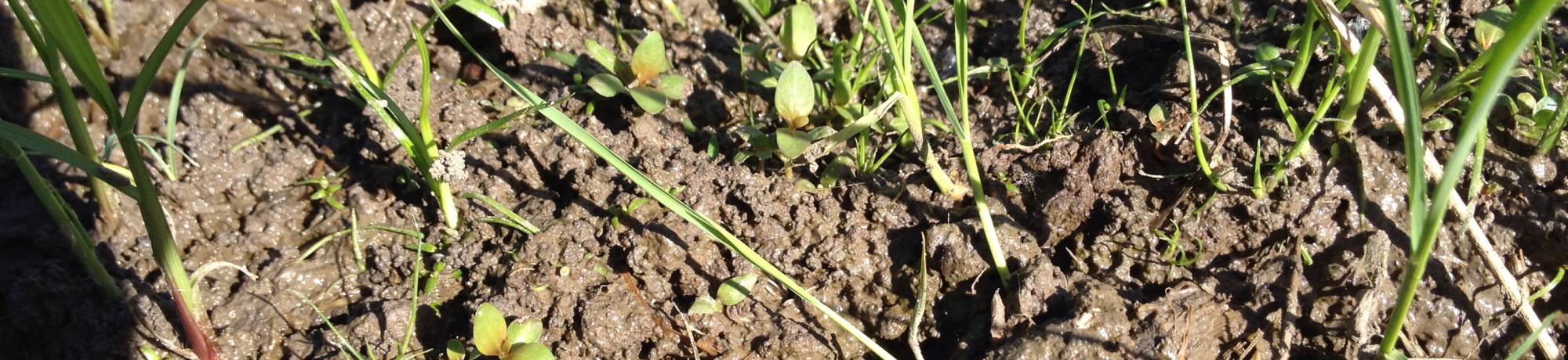 small seedlings