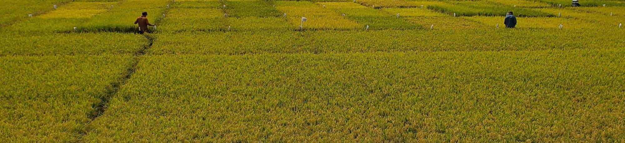 rice field